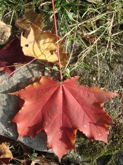 Acer platanoides sp feuille automne